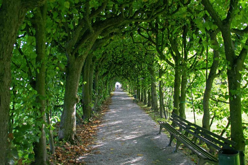 Allee-