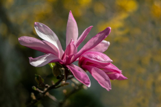 Magnolie-1-