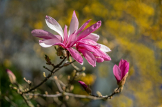 Magnolie-2-