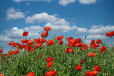 Mohn-