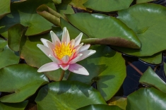 MG_6851-a-