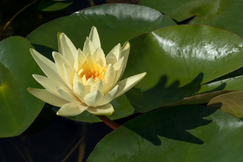 Seerose-02-