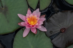 Seerose-29-