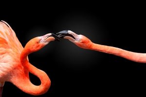 Flamingo-2-