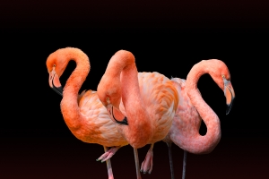Flamingo-3-