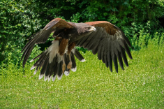 Adler-1-