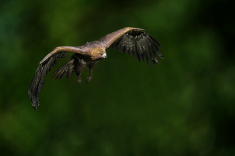 Adler-2-