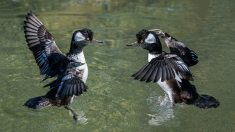 Ente-22-