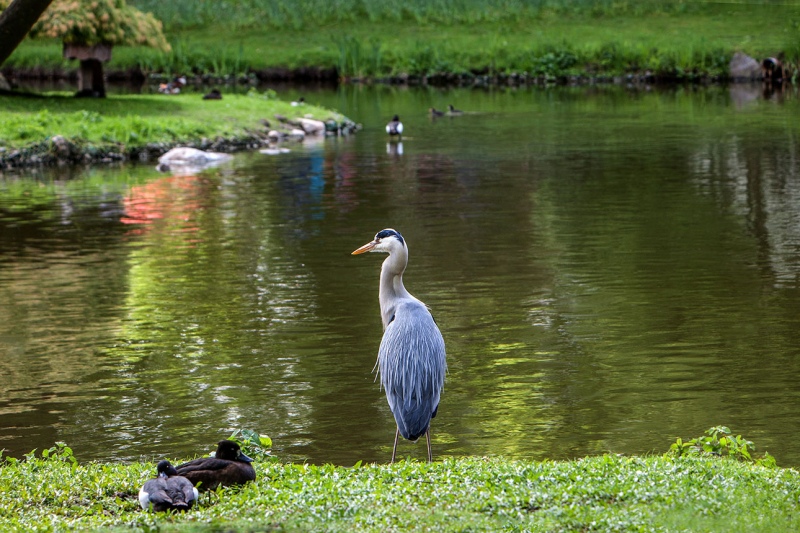 1_MG_8090-
